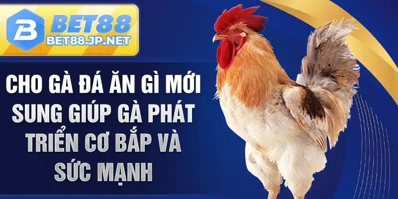 Cho gà đá ăn gì mới sung giúp gà phát triển cơ bắp và sức mạnh